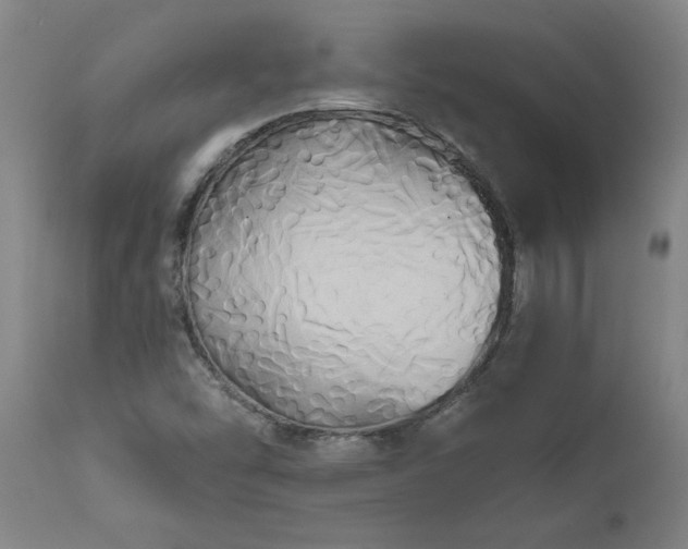 X0000111821454200907301245
