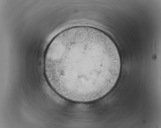 X0000111821514200907301244