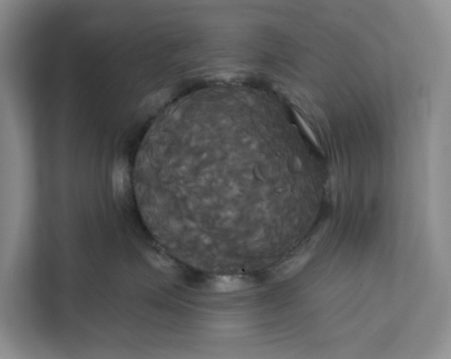 X0000111820623200908061137