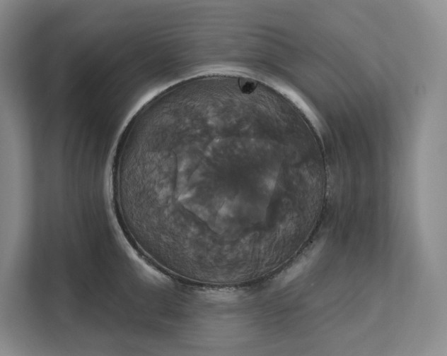 X0000111820999200908061132