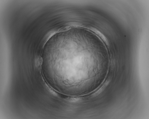 X0000111821385200908061126