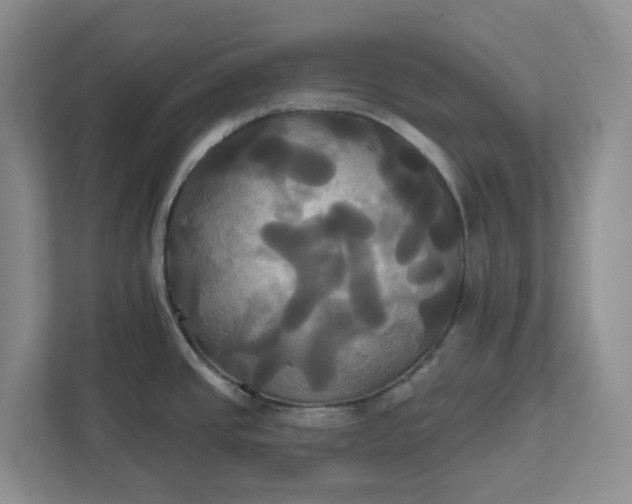 X0000111821437200908061126