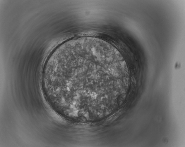 X0000111820049200908131532