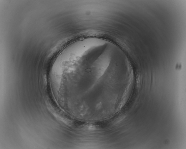 X0000111820254200908131529