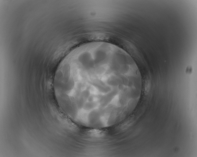 X0000111820326200908131528