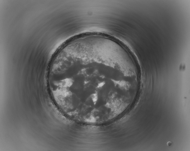 X0000111820783200908131522