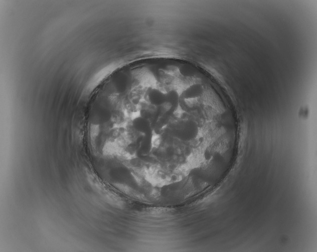 X0000111821163200908131516