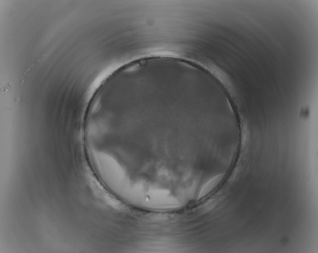 X0000111821240200908131515