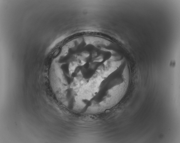 X0000111821255200908131515