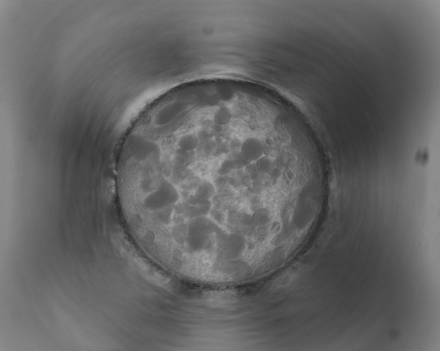 X0000111821363200908131513