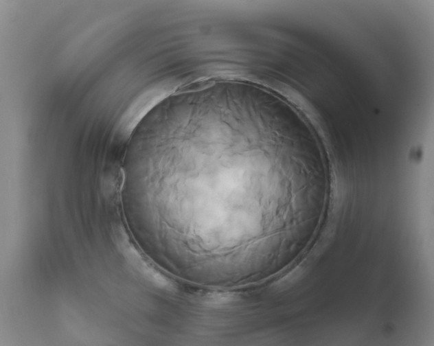 X0000111821385200908131512