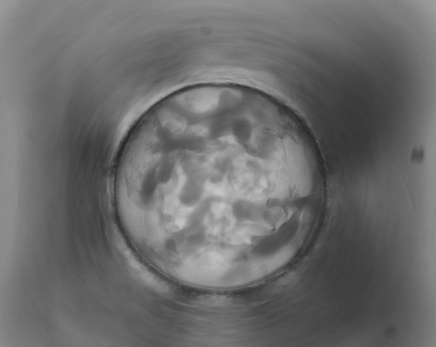 X0000111821517200908131510