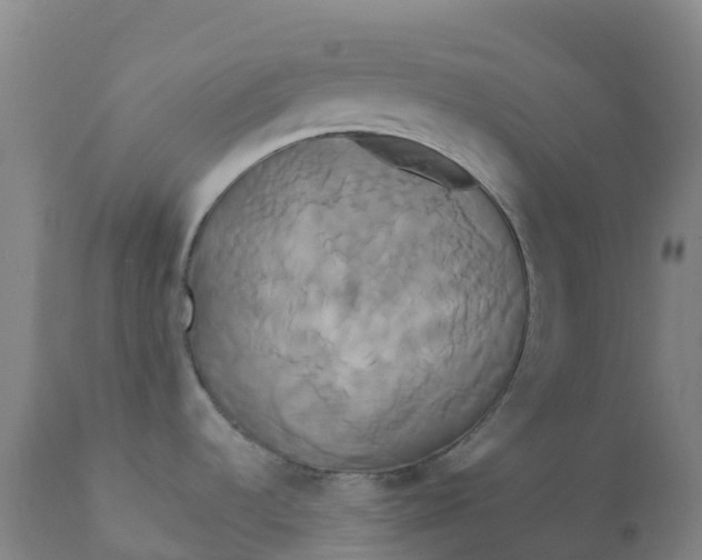 X0000111821536200908131510