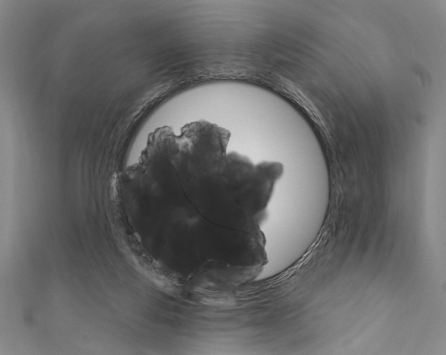 X0000111830163200907231029