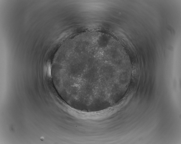 X0000111830046200907231326