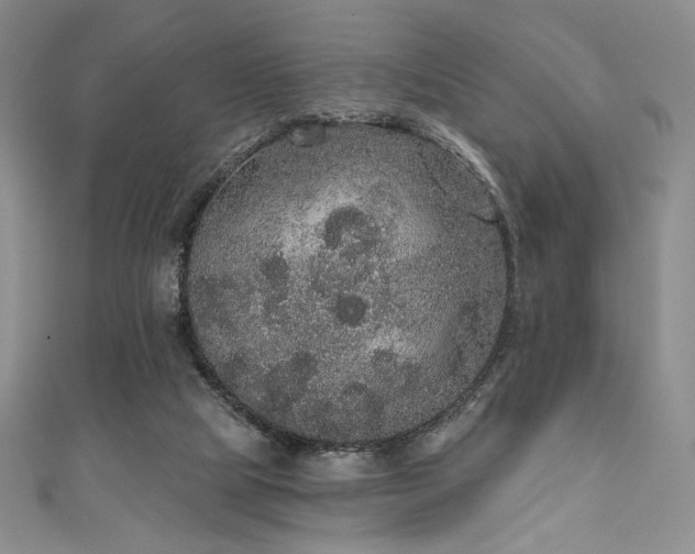 X0000111830065200907231325