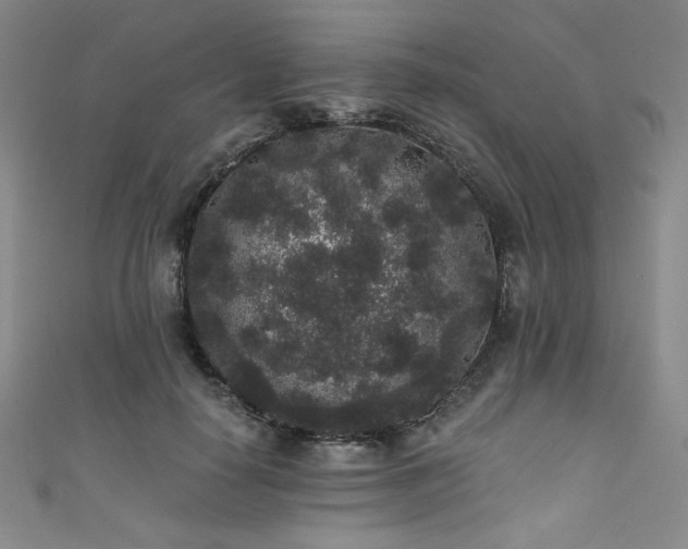X0000111830650200907231318