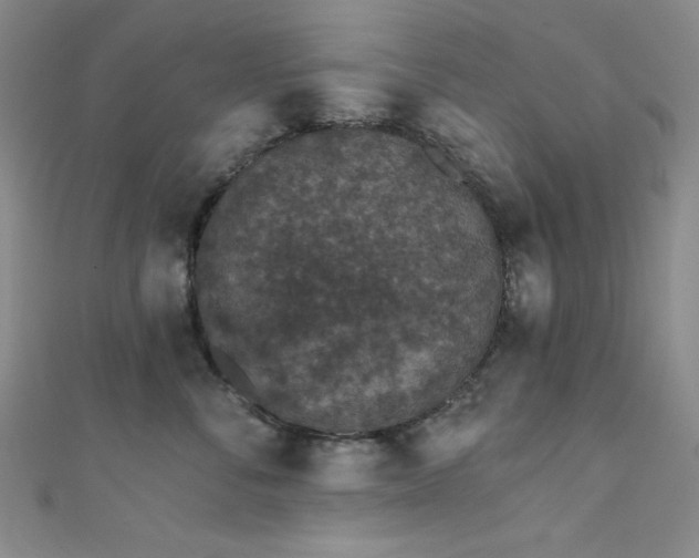 X0000111830716200907231317