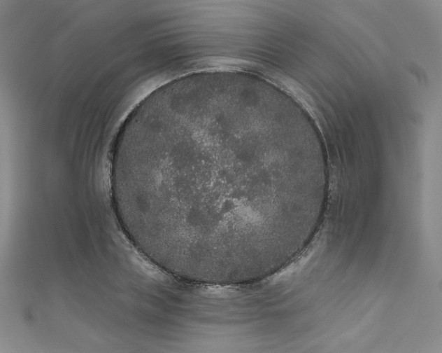 X0000111830835200907231315