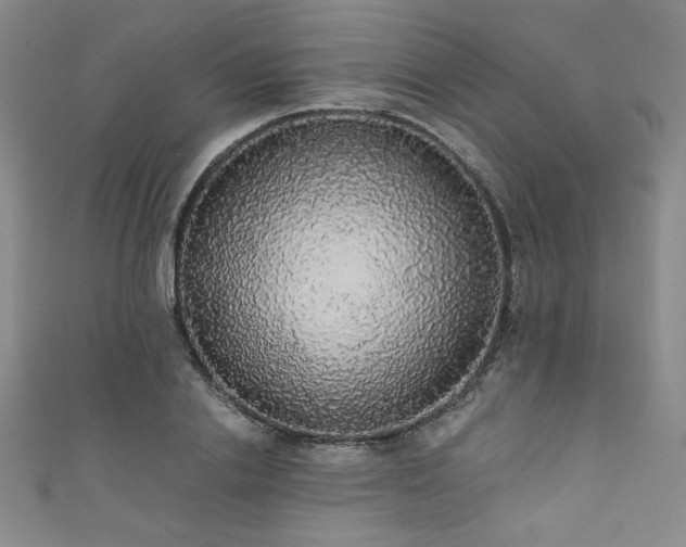 X0000111830838200907231315