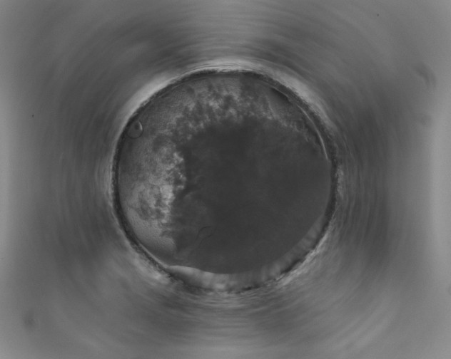 X0000111831229200907231310