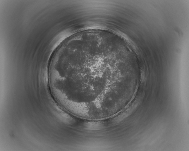 X0000111831274200907231309