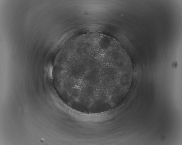 X0000111830046200907301330