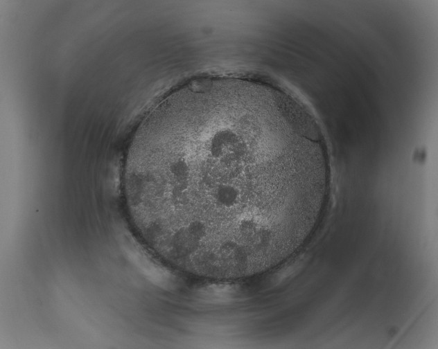 X0000111830065200907301330