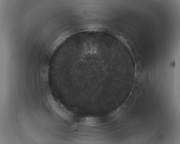 X0000111830154200907301328
