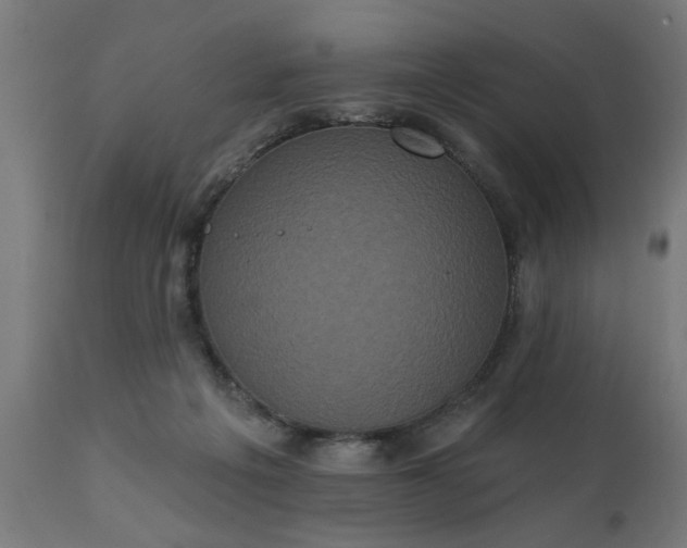 X0000111830217200907301328