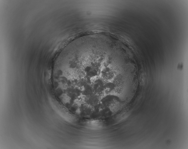 X0000111830365200907301326