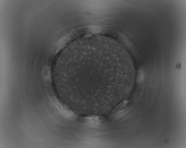 X0000111830524200907301323