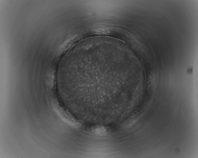X0000111830600200907301321
