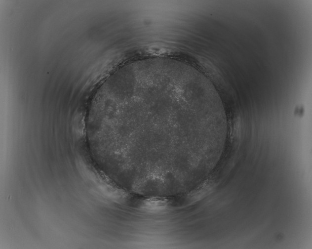 X0000111830606200907301321