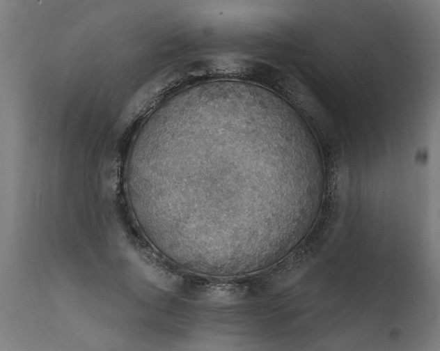 X0000111830736200907301319