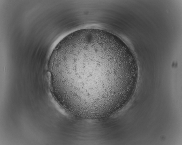 X0000111830816200907301318