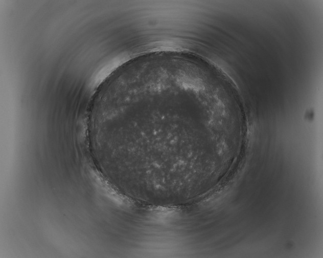 X0000111830874200907301317