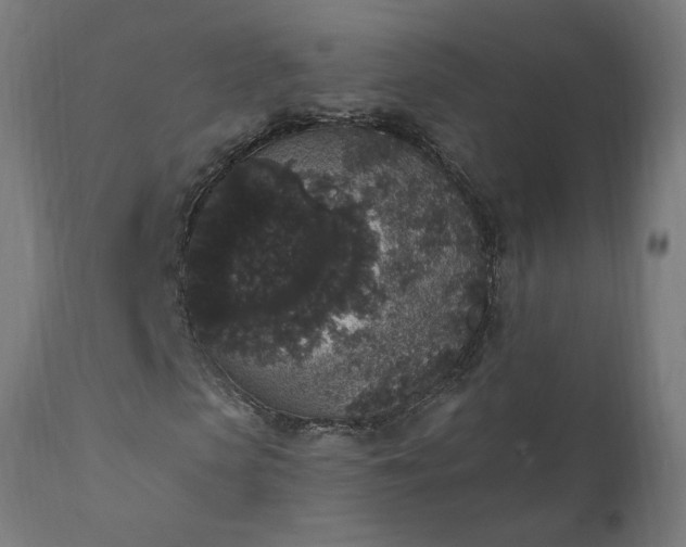 X0000111830913200907301316