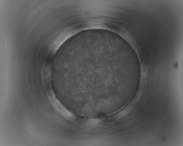 X0000111831385200907301309