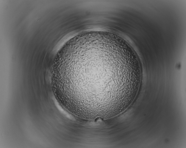 X0000111831433200907301309