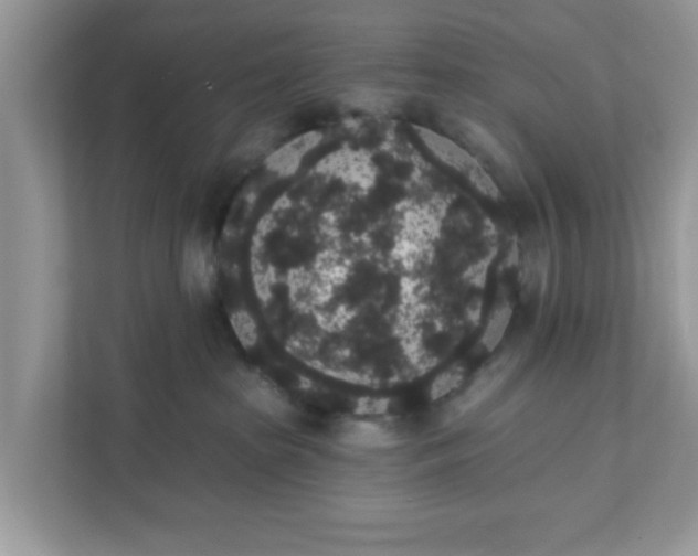 X0000111830285200908061202
