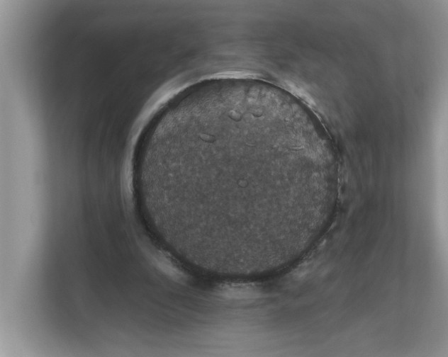 X0000111830296200908061201