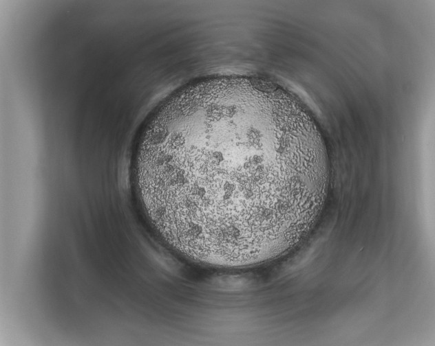 X0000111830299200908061201