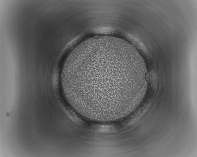 X0000111830400200908061159