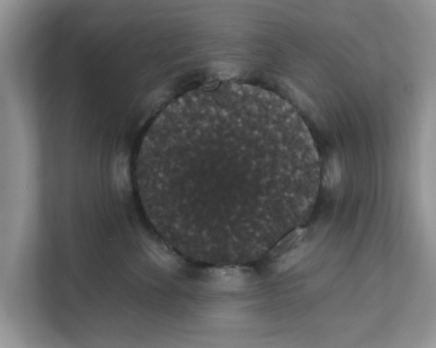 X0000111830524200908061158