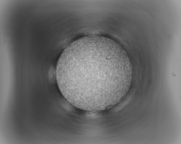 X0000111830624200908061156