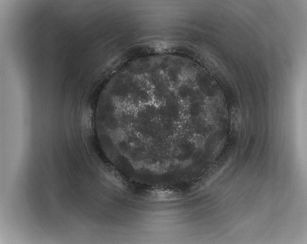 X0000111830650200908061156