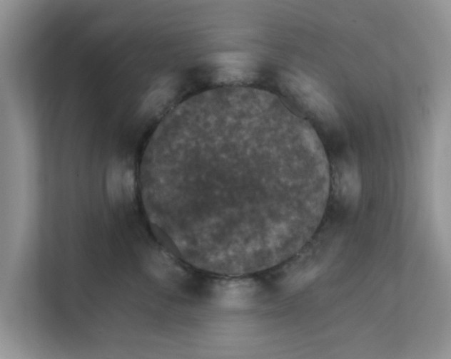 X0000111830716200908061155