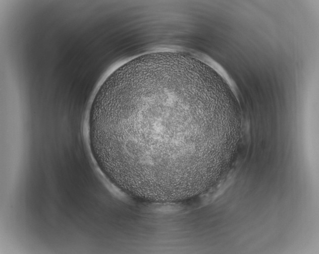 X0000111830811200908061154