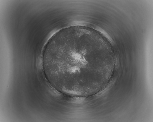 X0000111830878200908061153
